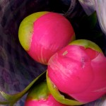 Peony buds.