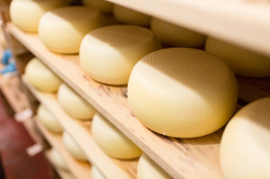 Newly-made cheese before it is sent to the main aging room.