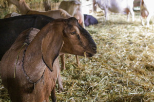 I love the floppy ears of Nubian goats!