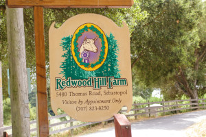 At the entrance to Redwood Hill Farm.