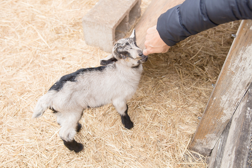 Jennifer petting a newborn goat!