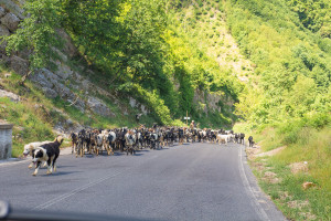 A herd of goats!!