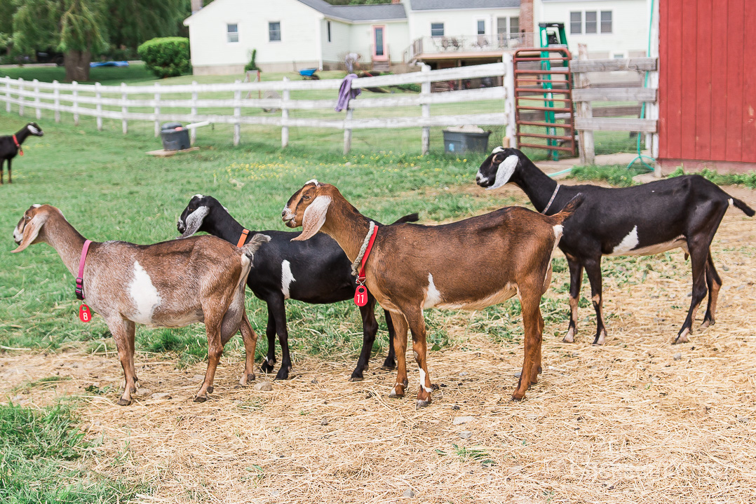Visiting Dancing Goats Dairy in Massachusetts. Food Photography blog Vero Kherian.