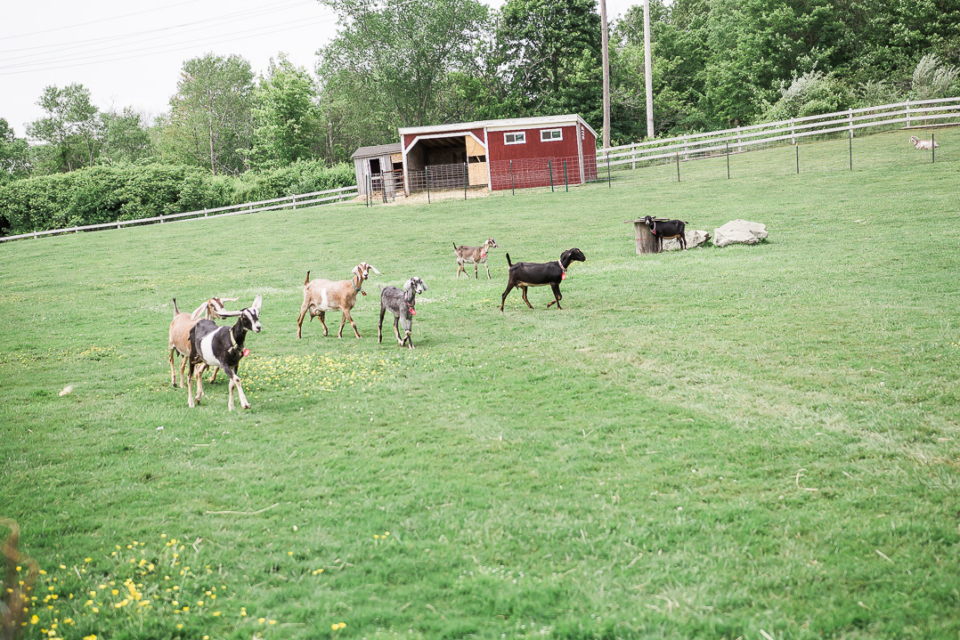 Dancing Goats Dairy in Massachusetts. Food Photographer Vero Kherian.