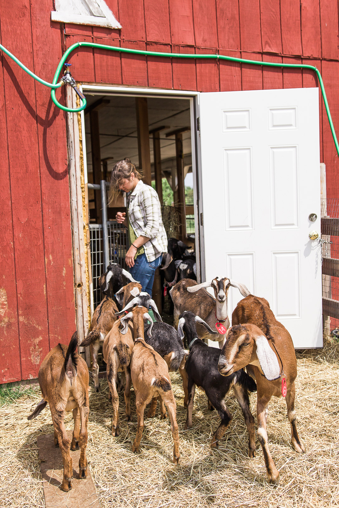 Visiting Dancing Goats Dairy in Massachusetts. Food Photography blog Miss Cheesemonger.