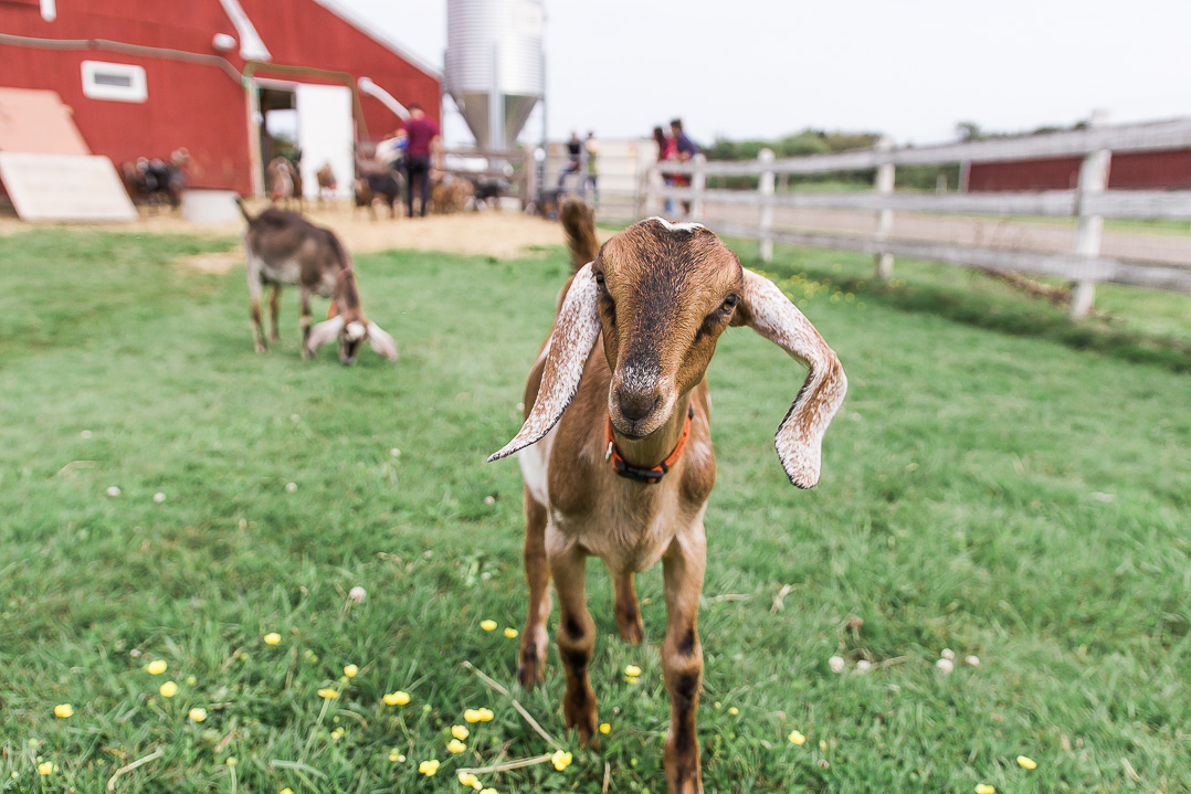Dancing Goats Dairy in Massachusetts. Food Photographer Vero Kherian.
