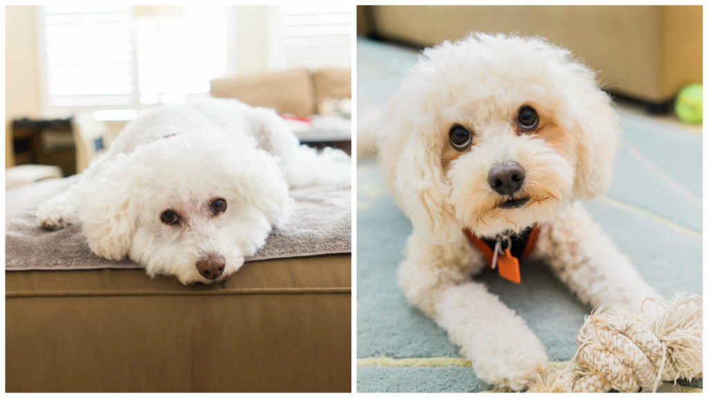 My fluffy family dogs! By Vero Kherian for misscheesemonger.com, the San Francisco cheese blog.