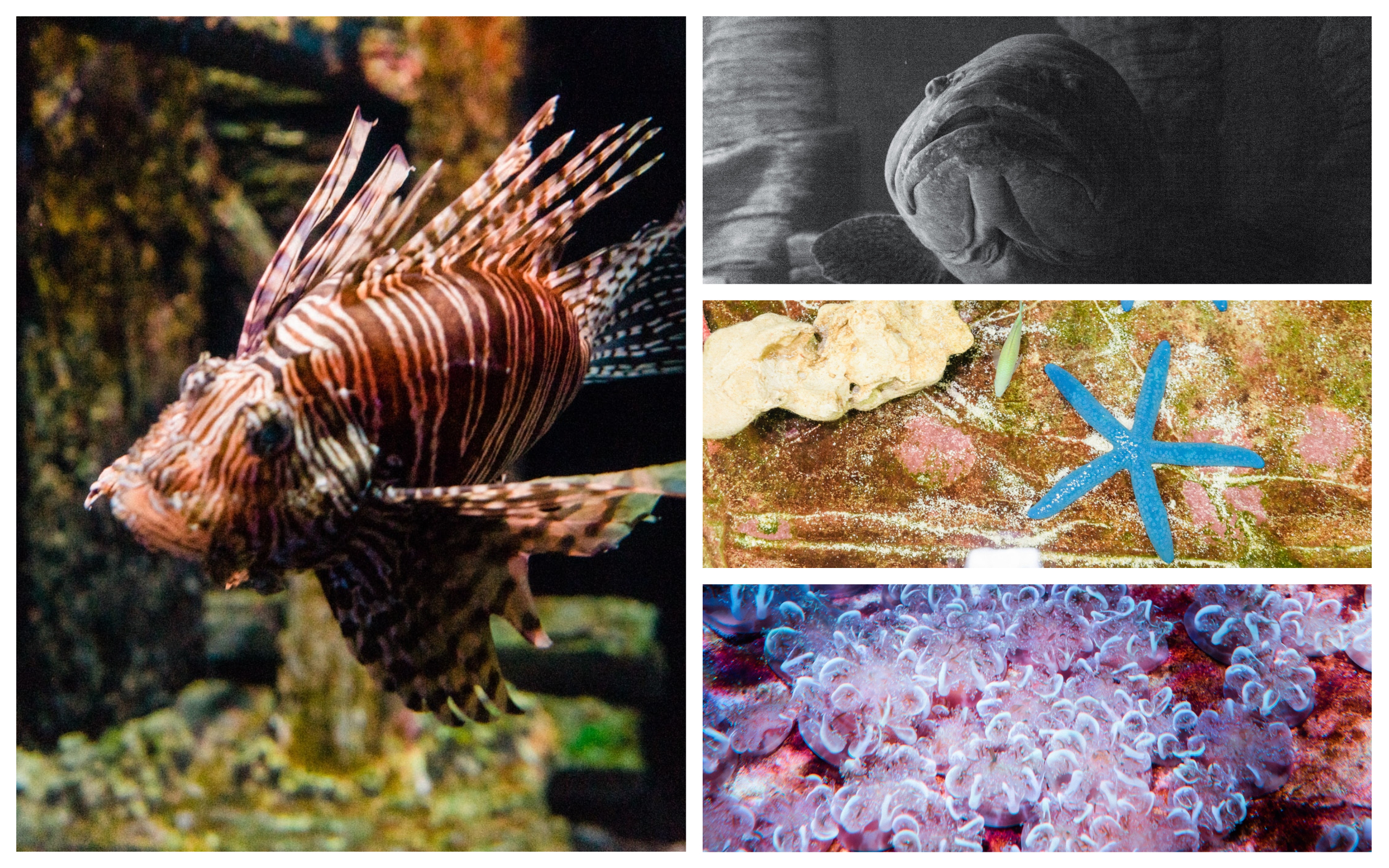 Visiting Australia, Maleny, The Sunshine Coast, international travel blog. Maroochydore aquarium.