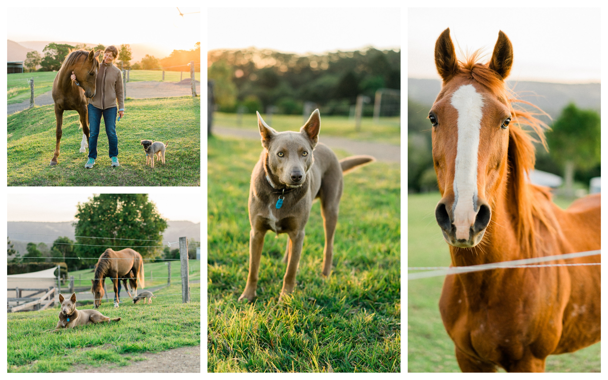 Visiting Australia, Maleny, The Sunshine Coast, international travel blog. Sunset at The Space Between, a horse farm Airbnb. Horses and dogs.
